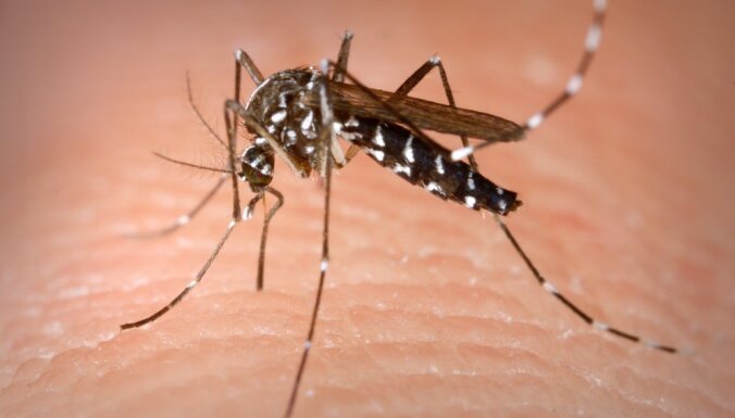 Популярный испанский курорт предупреждает туристов о риске заражения лихорадкой денге