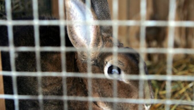 Zemā pieprasījuma dēļ Rīgā atceļ dzīvnieku pārvadāšanas biļeti