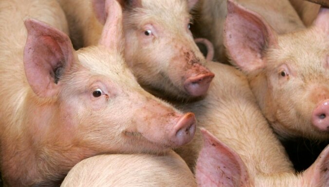 Пожар повышенной опасности на ферме: погибли 800 свиней