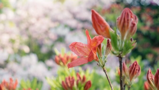 Fotopastaiga pa apbrīnojami ziedošo rododendru dārzu Pārdaugavā