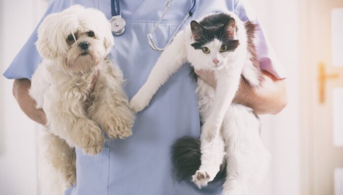 Ветеринары призывают владельцев животных не обманывать врачей