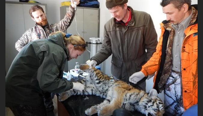 Россия: В Приморье нашли второго за месяц истощенного тигренка