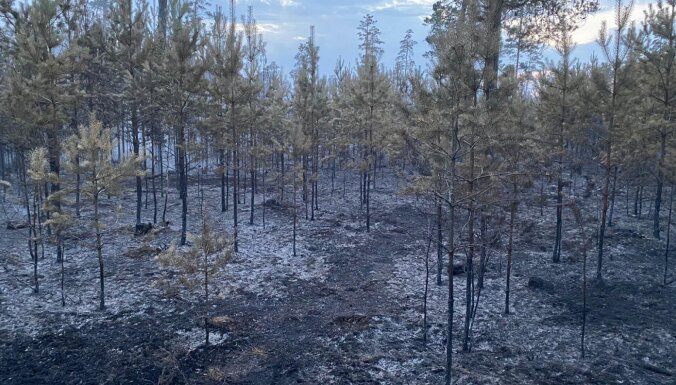 ФОТО, ВИДЕО: В Гаркалне в результате пожара выгорел 21 гектар леса