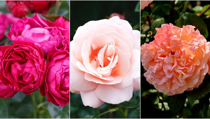 Audzētāji iesaka: 5 izturīgākās un vislabāk pārbaudītās rožu šķirnes