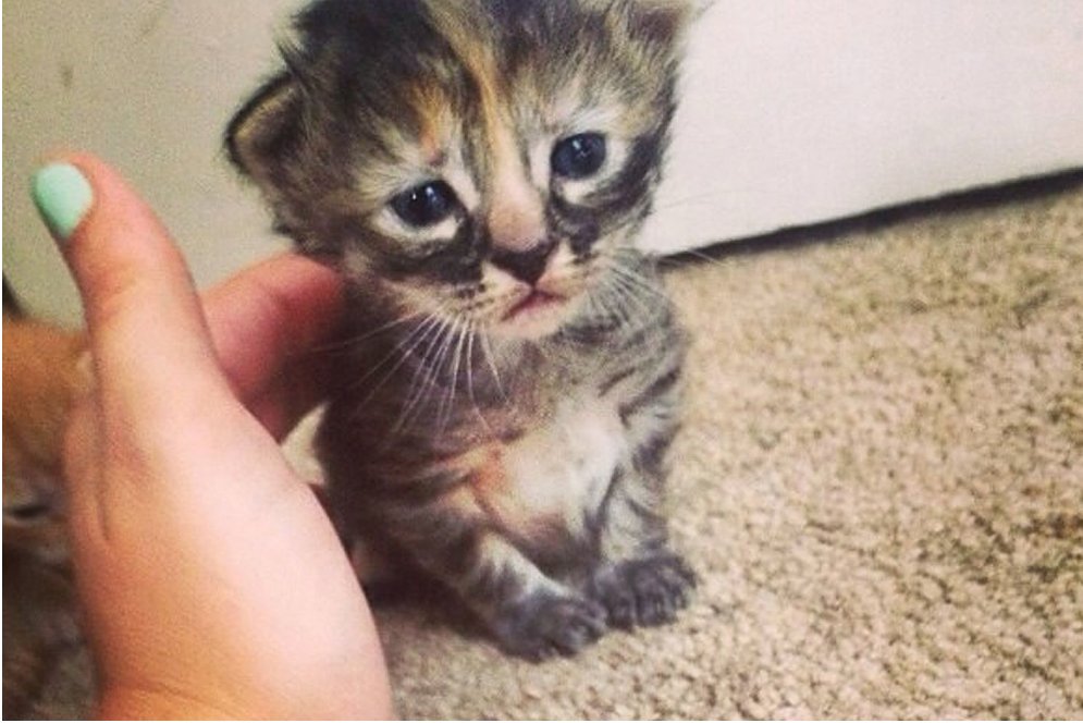 Psc - возможно, самый грустный в мире котенок :(