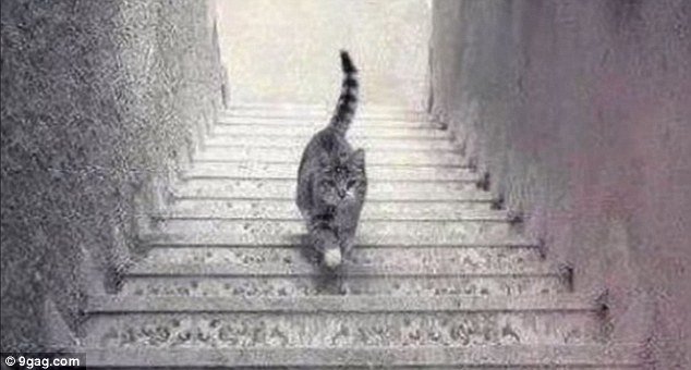 Этот кот расколол интернет — он идет вверх или вниз по лестнице?