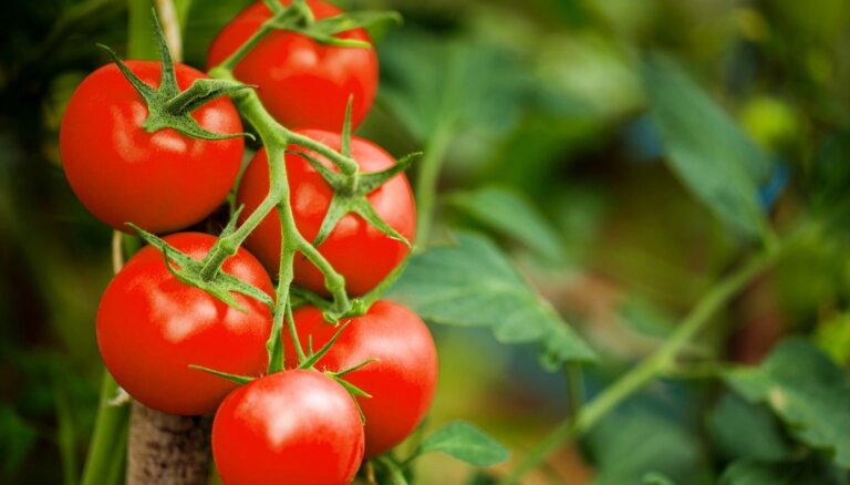 Обнаружен опасный для выращивания помидоров вирус