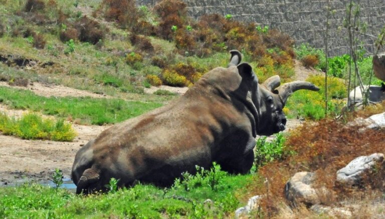 Вместо слонов — белые носороги. Утверждена концепция развития Рижского зоопарка стоимостью в 45 млн евро