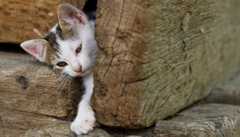 Kaķu zinātne: Kā Muris spēj izspraukties cauri neticami šaurām vietām