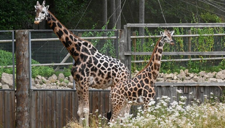 ВИДЕО. Рижский зоопарк приглашает на празднование дня рождения жирафов