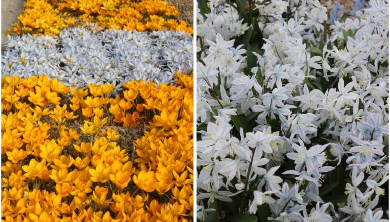 ФОТО: В Цесисе расцветает самая большая в мире коллекция крокусов и множество других цветов