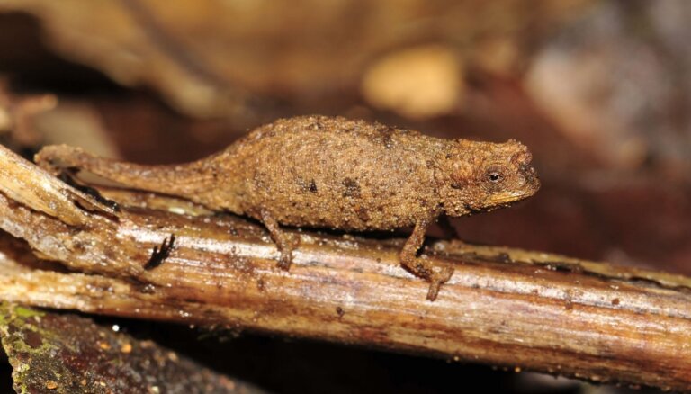 Sēklas lielumā – Madagarskarā atrasts pasaulē mazākais rāpulis