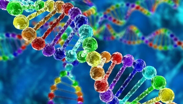 Homoseksualitāti nosaka konkrēta hromosoma, uzskata zinātnieki