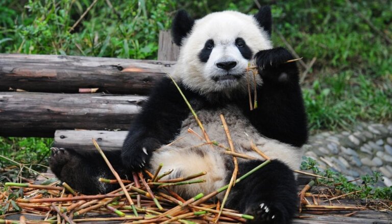 Nīderlandē pirmo reizi nācis pasaulē lielās pandas mazulis