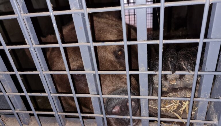 Нельзя содержать в неволе: Рижский зоопарк и парк Лигатне отказались принять медведя