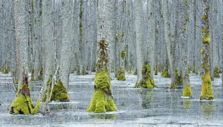 ФОТО. Поразительные фотографии деревьев на тропе у озера Слокас
