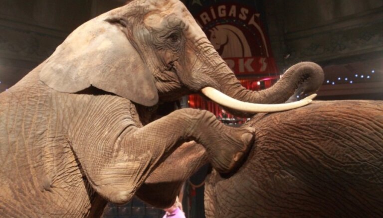 Защитники животных: Рижский цирк сотрудничает с жестоким дрессировщиком
