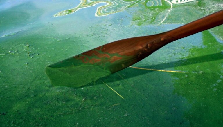 Daugavā pie Daugmales aizdomas par zilaļģu izplatību