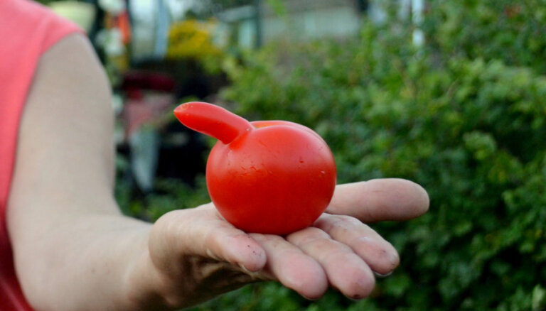 Getliņos novākta pirmā šīs sezonas tomātu raža; veikalos tie nonāks nākamnedēļ