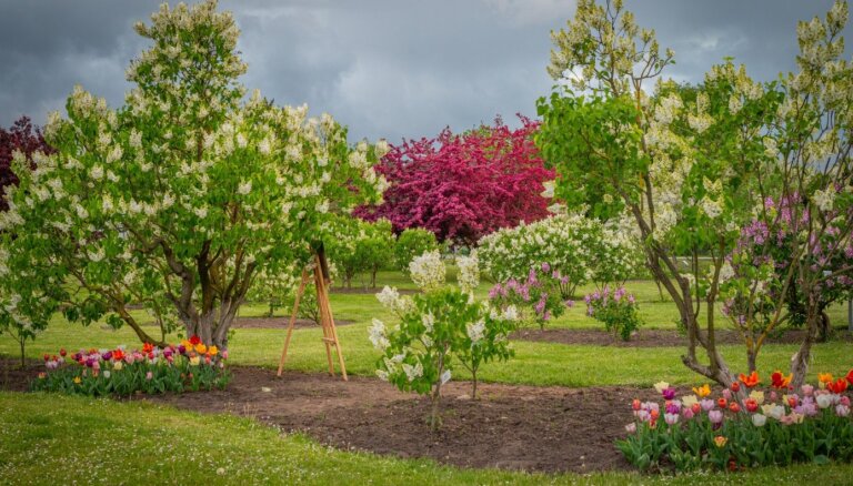 Foto: Dobelē ziedos izplaucis ceriņu dārzs