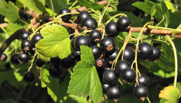 Королева садовых ягод: чем полезна черная смородина (+ рецепты)