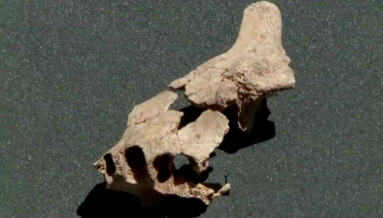 Spānijā atrod, iespējams, Eiropā senāko cilvēku priekšteču fosiliju