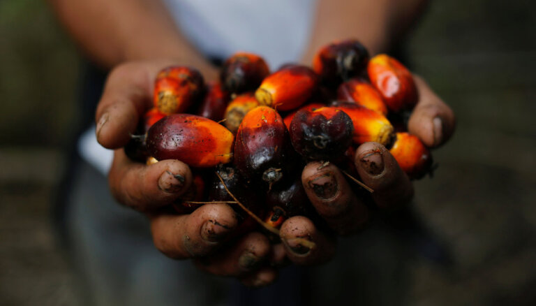 Из-за войны растет спрос на вредное для планеты пальмовое масло – производители ищут замену подсолнечному