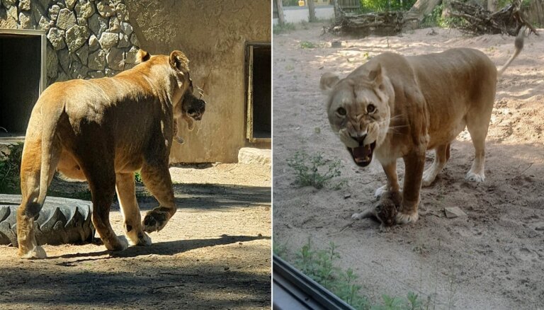 Rīgas zoo lauvu saimē divi papildinājumi