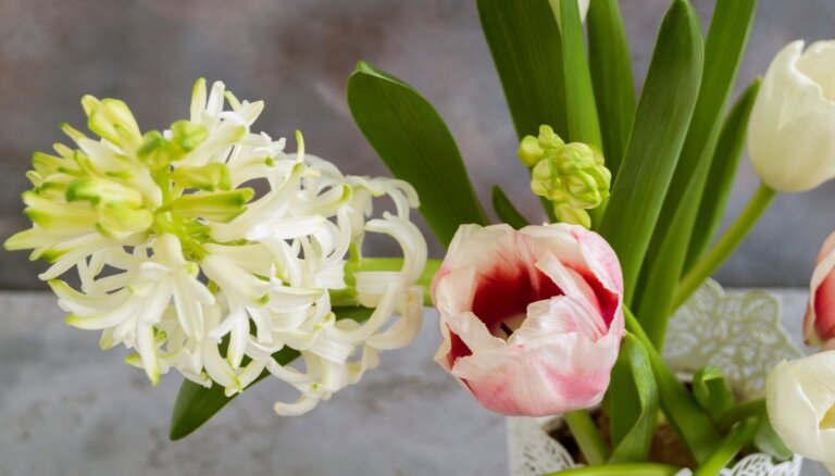 Pavasaris vāzē – kā parūpēties par grieztajām hiacintēm, tulpēm un narcisēm