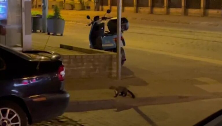 ВИДЕО: Деловая куница разгуливает по ночной Риге