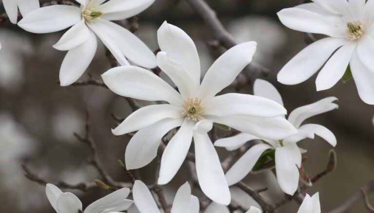 Foto: Skaistā magnoliju ziedēšana Rīgā