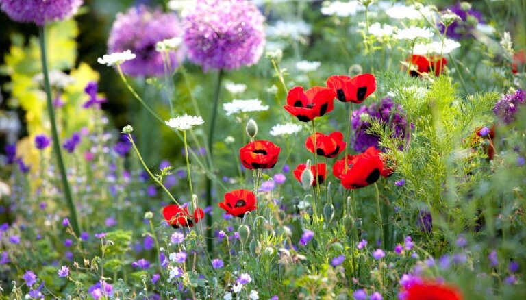 Savvaļas ziedi tavā dārzā – neatkārtojami skaisti un dabai vērtīgi