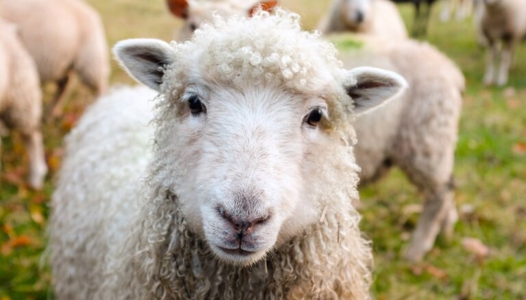 В Британии появится глэмпинг, где можно будет посчитать перед сном настоящих овец