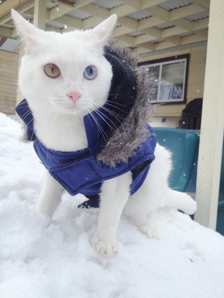 Мороз, уходи: 10 котиков, которые уже устали от этой зимы
