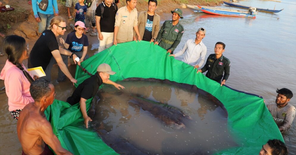 Cambodia has caught the world’s largest freshwater fish, the giant stingray