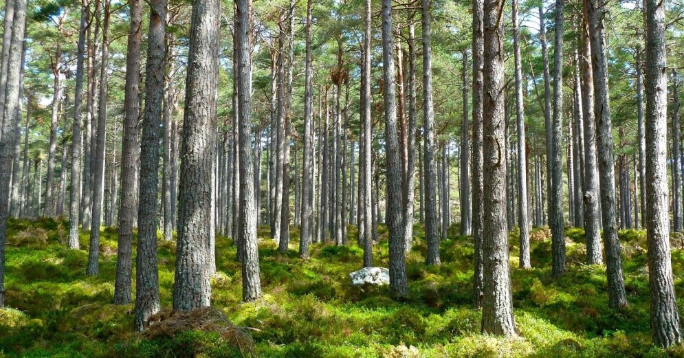 Baltic Green Fund has received a loan of 18 million euros to expand its forest portfolio