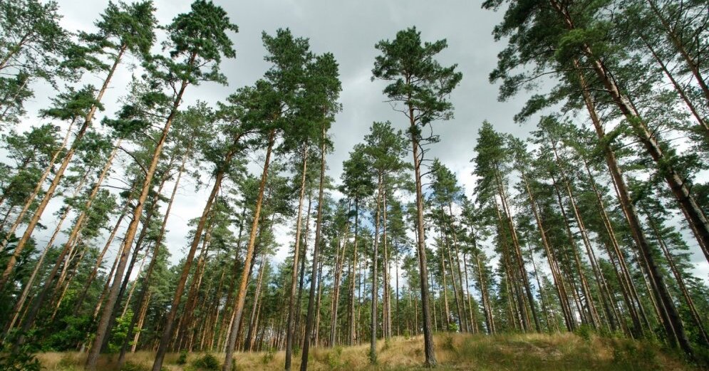 ZIŅOJUMS par jaunu ES meža stratēģiju mežiem un uz koksnes resursiem balstītai rūpniecībai