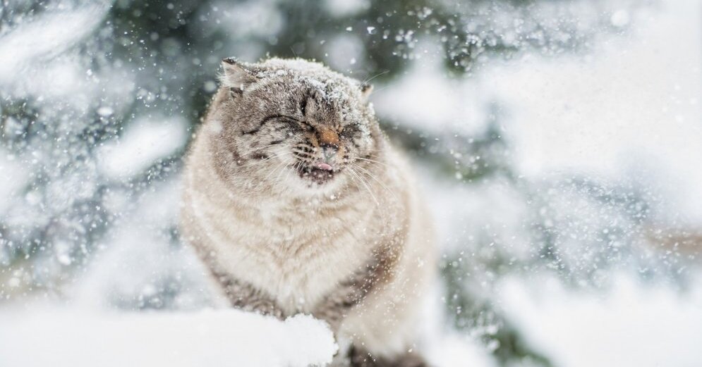 It is snowing in most of the territory of Latvia, warn meteorologists