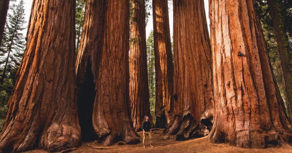 Next to them, a person is just a ‘squishy’ – giant trees in California