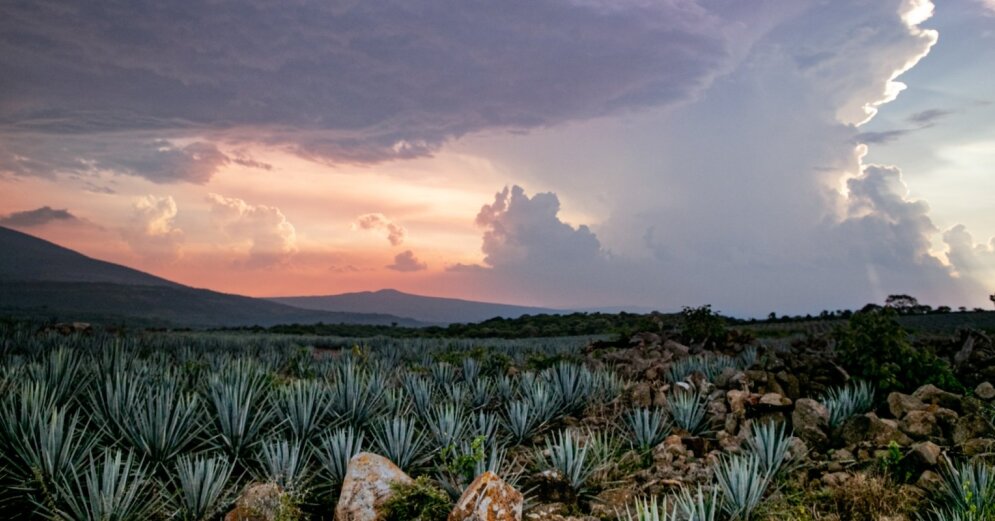 Photo: The owner of ‘Latvijas balzama’ has bought agave fields in Mexico