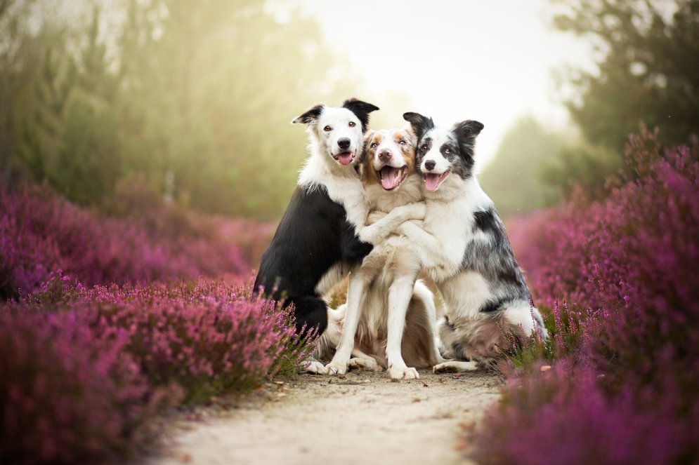 Согревающие душу портреты собак авторства 23-летней девушки-фотографа