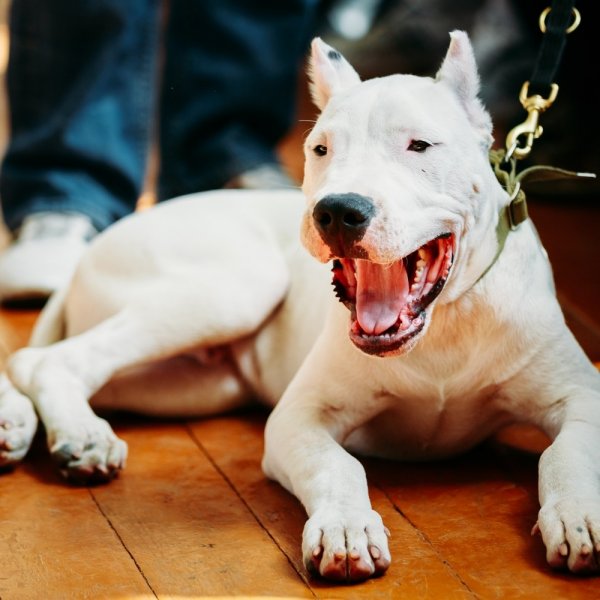 Argentīnas dogs