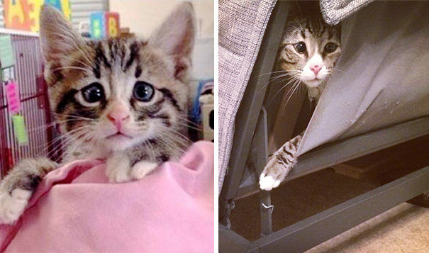 Милый косоглазый котенок со взглядом "ОМГ, что случилось?!" стал интернет-сенсацией