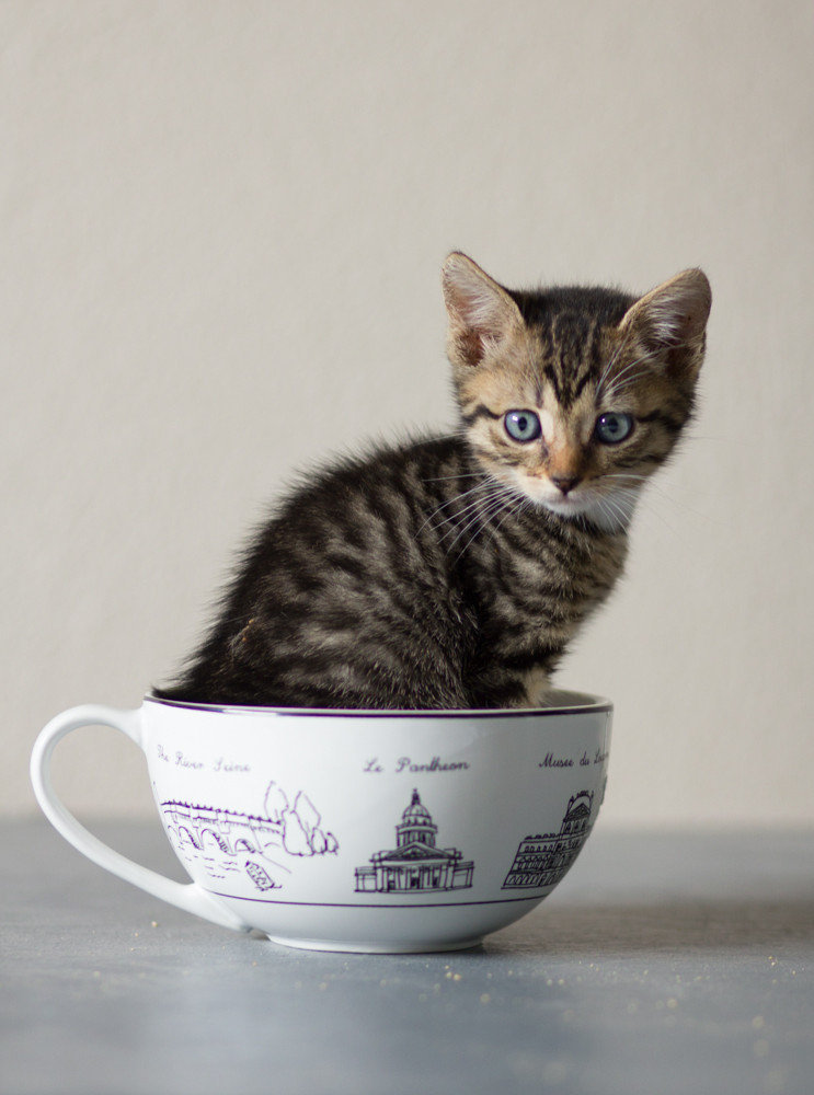 ФОТО: 15 очаровательных котят, которые скрасят этот хмурый понедельник