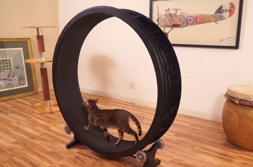 "Кот в колесе": тренировочное колесо для скучающих котиков (видео)