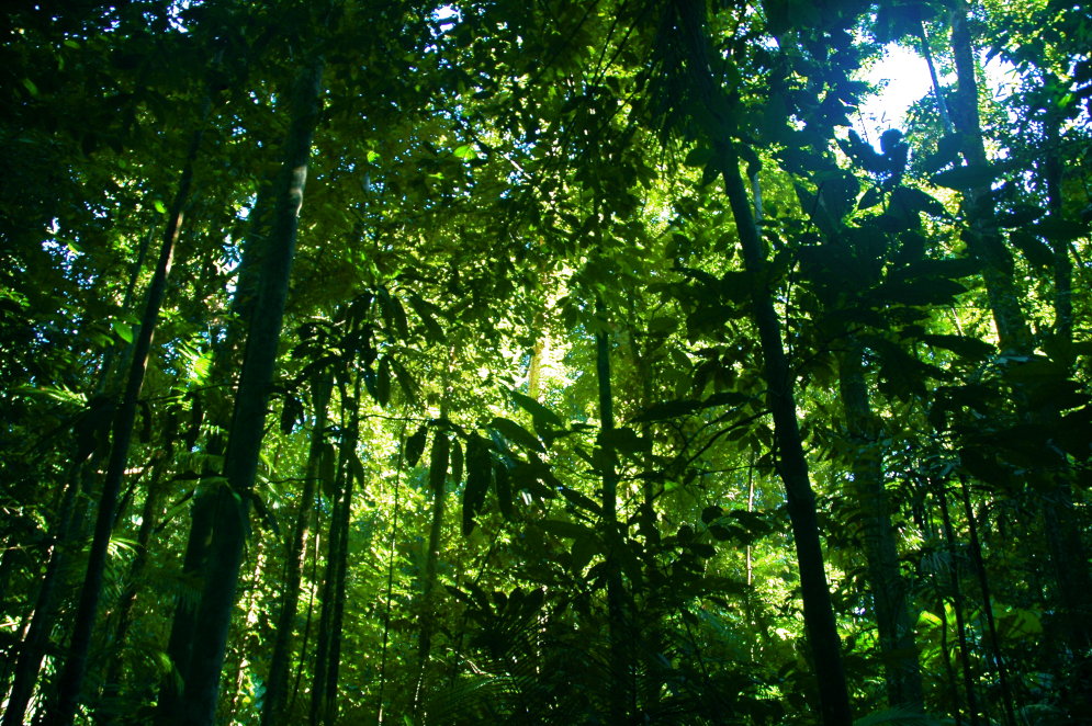 Top 7 lielākie pasaules meži. Vai zini, kas tie ir?