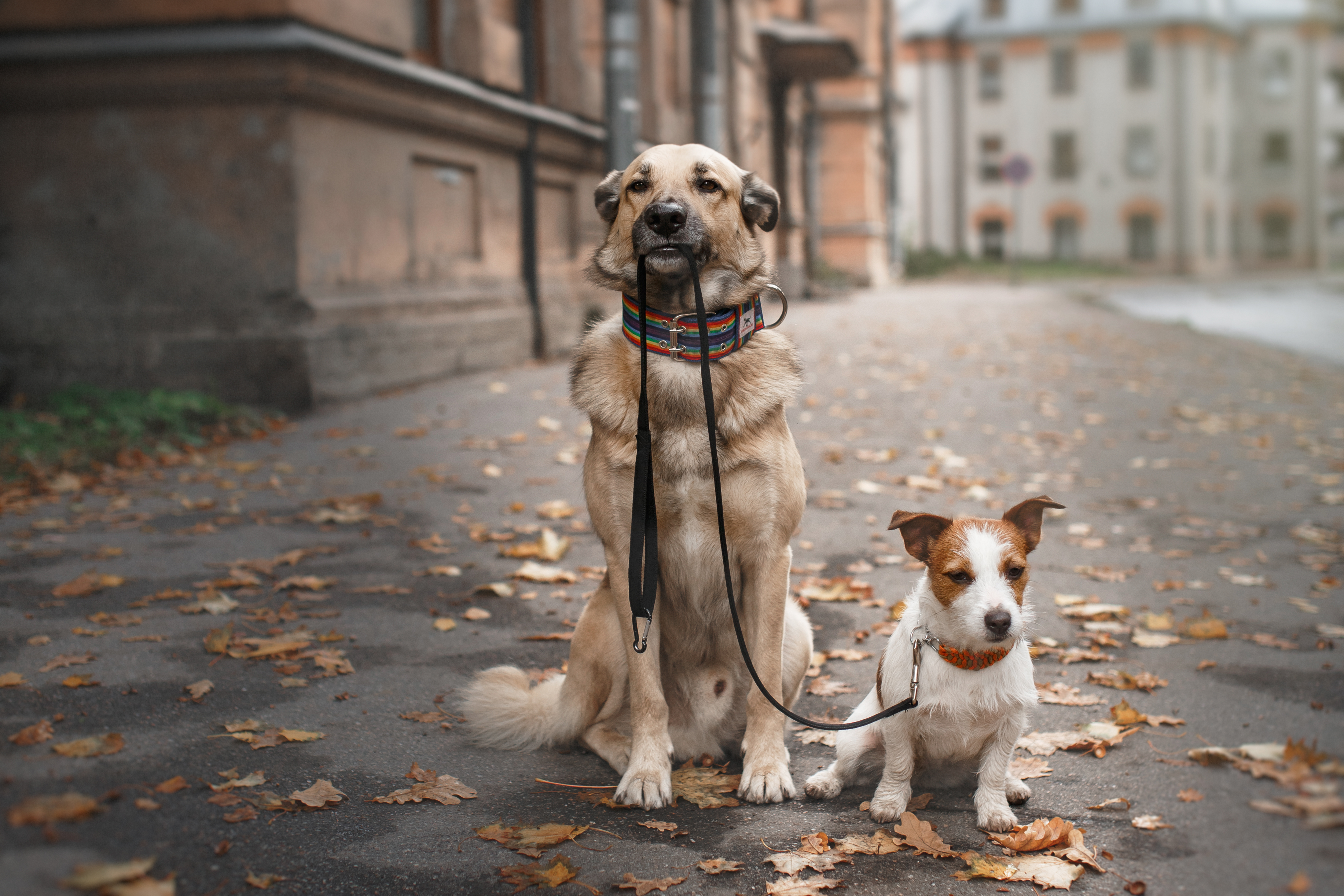 Жизнь собаки на улице. Прогулка с собакой. Гулять с собакой. Поводок для собак. Собака выгуливает собаку.