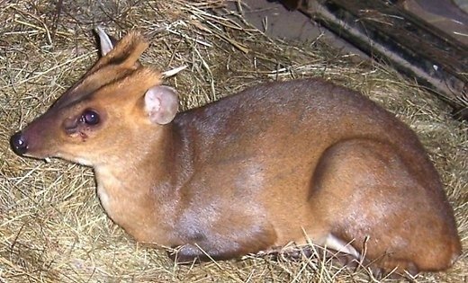Ne tikai mežacūkas: kādi briesmīgi zvēri klīduši pa Latvijas pilsētām