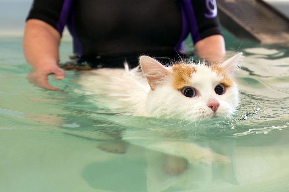 Ļoti neparasts kaķis, kuram patīk peldēties vannā