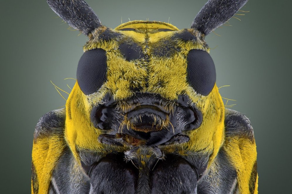 Biedējošais skaistums: mušu, bišu, lapseņu un skudru sejas tuvplānā